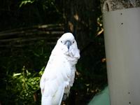 �C���R